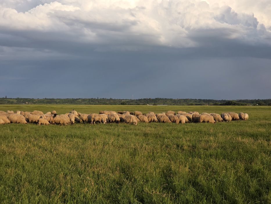 Oi carabase crotaliate