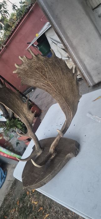 Vand trofeu cerb lopatar