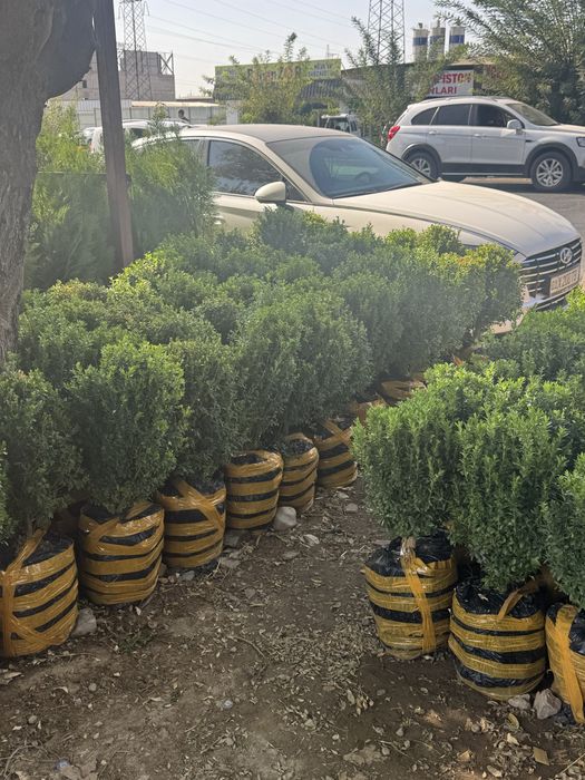 Арча ва манзарали кучатлар, томарка хизмати