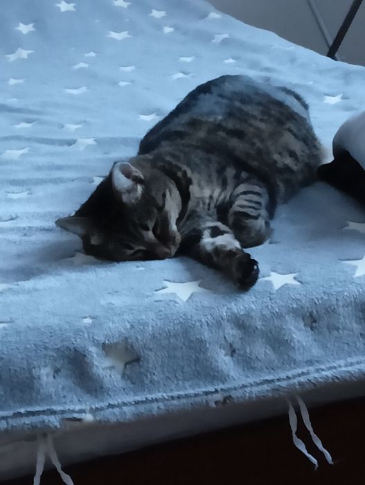 Кошка в добрые руки