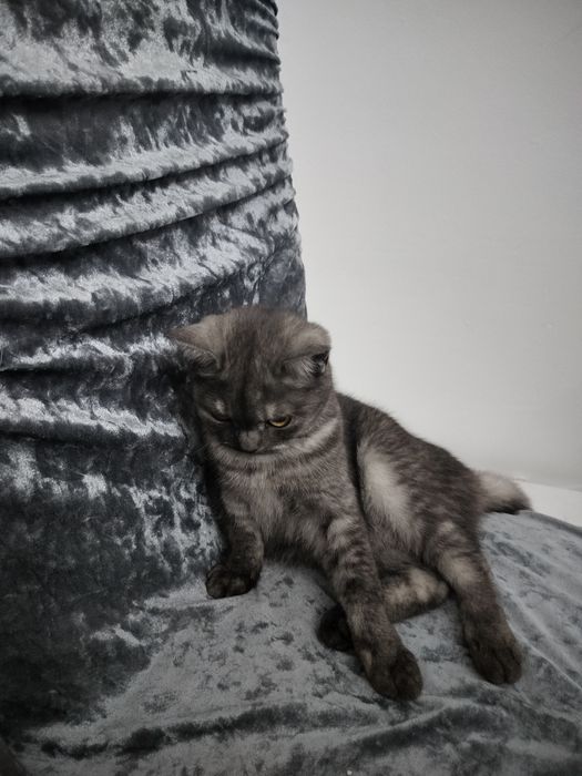 Отдам хорошие руки котёнка