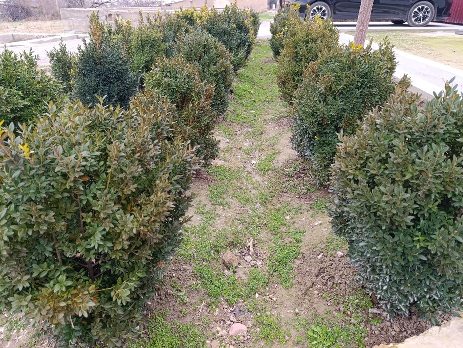 Шамшод кўчатлари