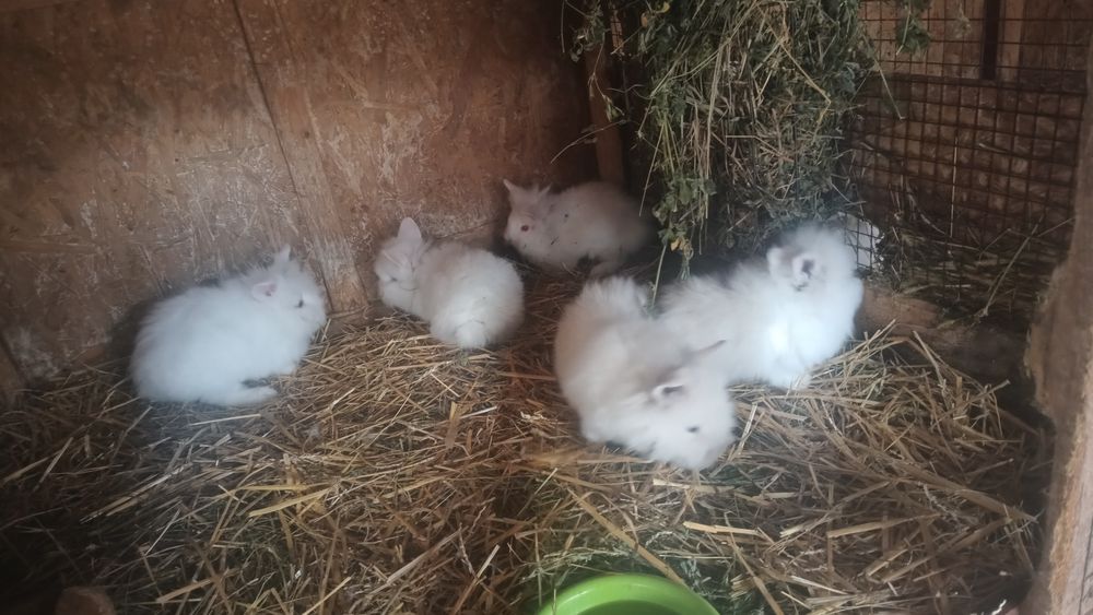 Vând masculi iepurași cap de leu rasa pura