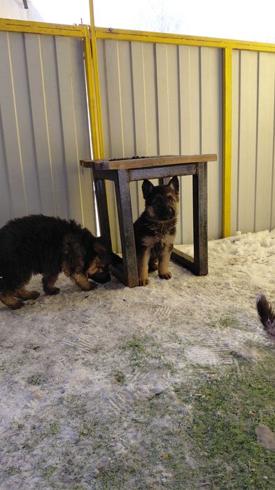 Щенки Немецкой овчарки