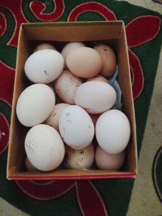 Жұмыртқа сатылады