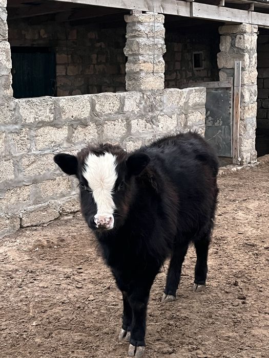 Баспақ сатылады жемде еміп тұрған