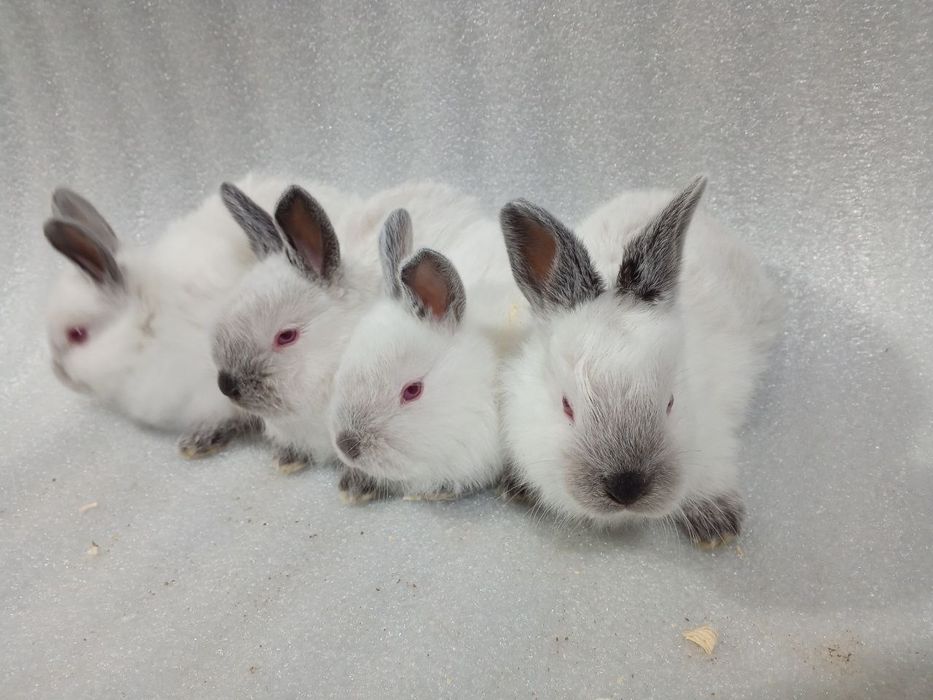 Kaliforniya quyonchalar