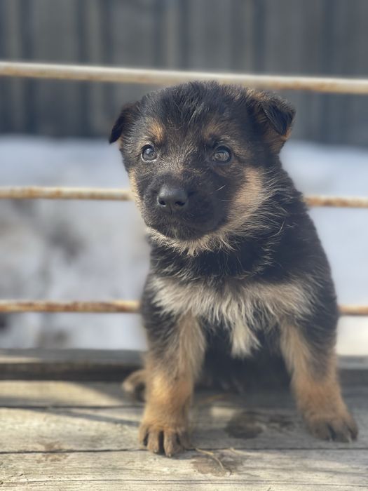 Продам щенят немецкой овчарке