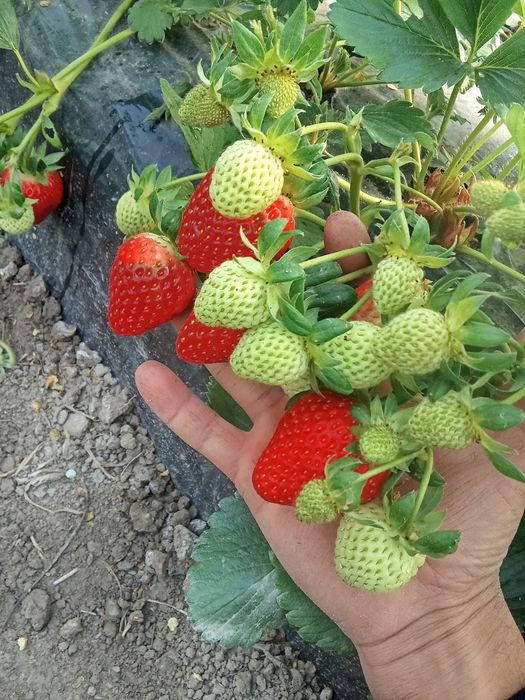 Kareski qulupnoy ko'chatlari