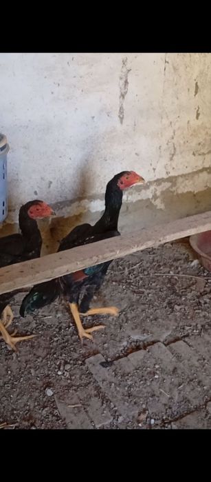 Сотилади кони тоза даканлар Манзил Бухоро