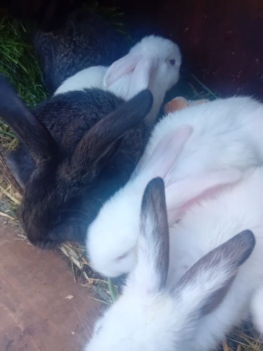 Vând 5 iepuri de doua luni-50 ron bucata