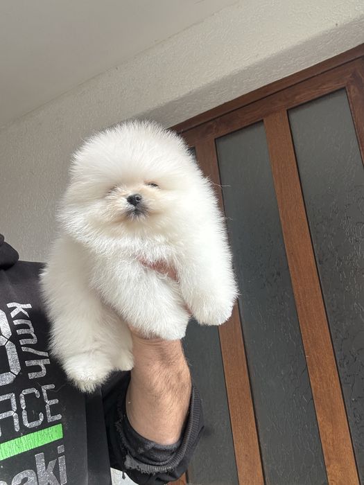 Померан мини померанче