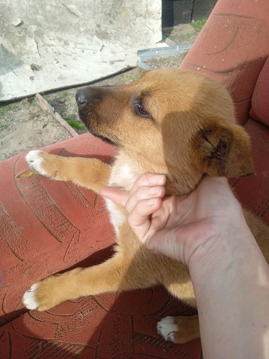 Отдам щенка, мальчик