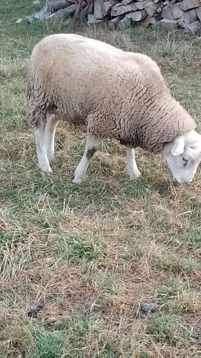 texel .oi .de carne.