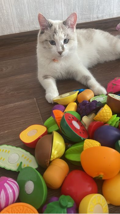 Кот и кошка.Привытые .