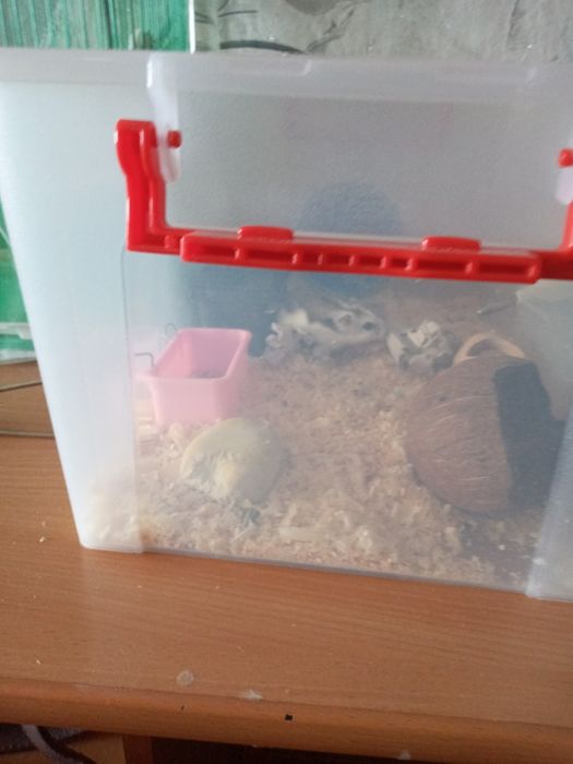 Хомяк с большим контейнером