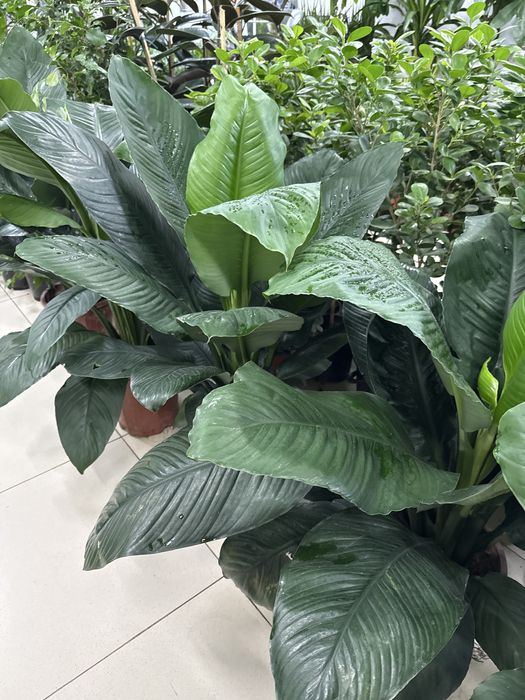 Женское счастье гигант