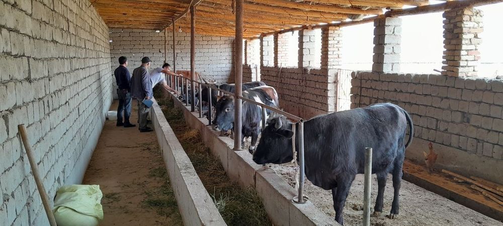 Sifatli va arzon chorva mollari