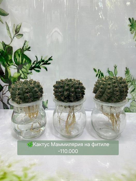 Суккуленты и кактусы