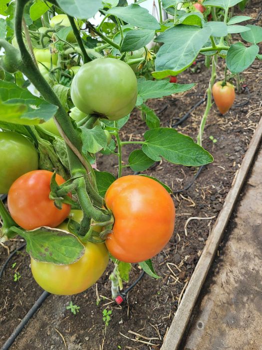 Продам помидоры дачные