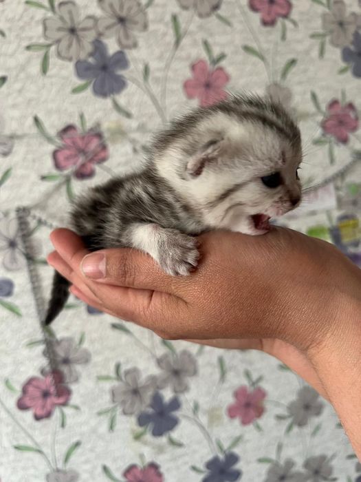 Котята шотландские