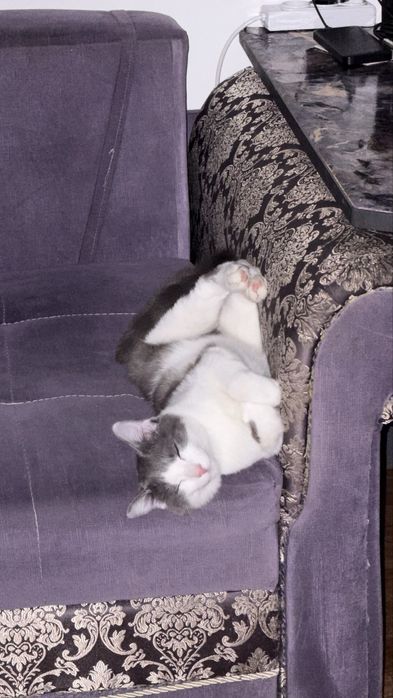 Отдам кота в добрые руки
