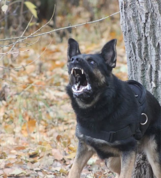 Продам щенят немецкой овчарки