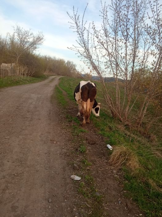 Продам двойных коров