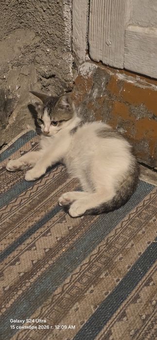 Отдам котят в хорошие руки