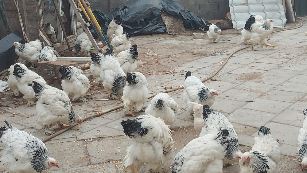 Ouă de incubație din Brahma  HD Brahma  Albastru Cochinchina Galben  Urias