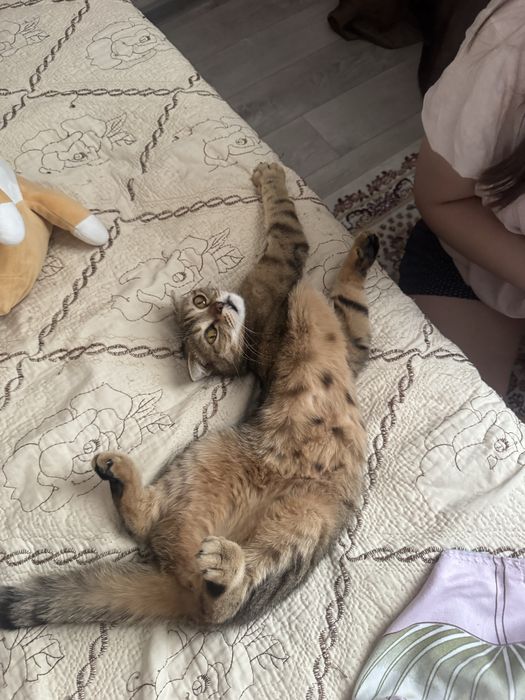 кошка выслоухая девочка
