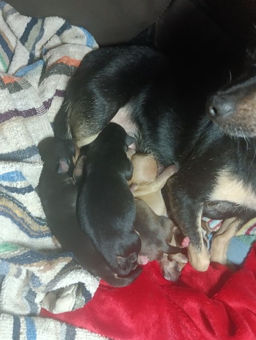 Кученца момичета