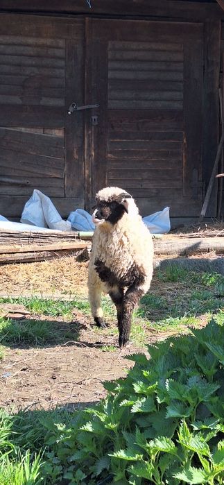 Vând miel berbec de 3 luni