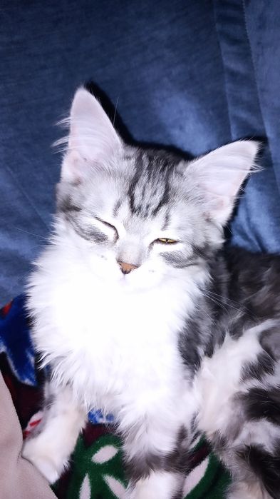 Onasi Regdol otasi Scottish Fold zotli mushukcha