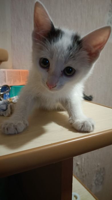 Отдам в добрые руки котят