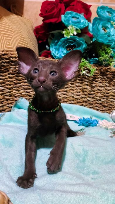 Ориентальные котята ( бронь и готовые )