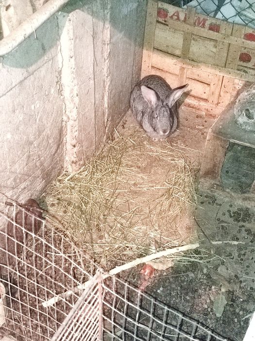 Кролики самка 8000 т