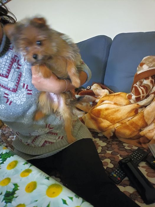 Мъжко куче юрки баща помернг маика юрки