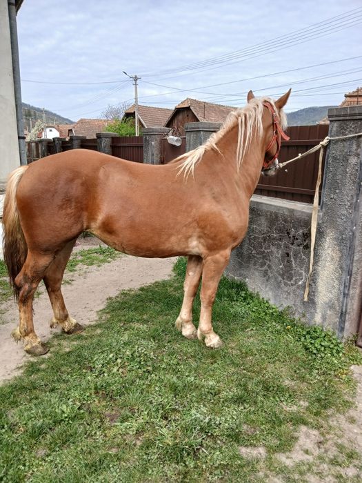 Manza tânără de 18 luni