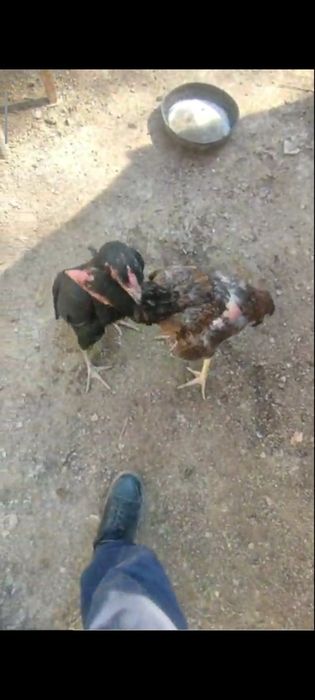 Арех тауық сатылады срочна