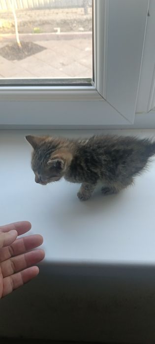 Отдам котенка Британка