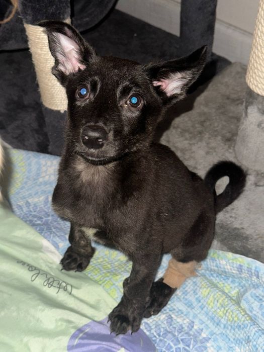 Пристраиваются щенки