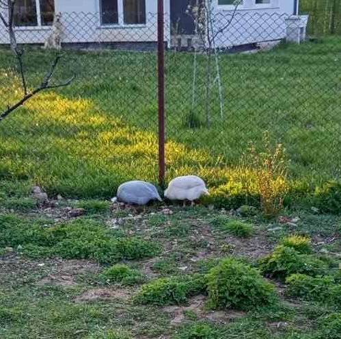 Продавам токачки