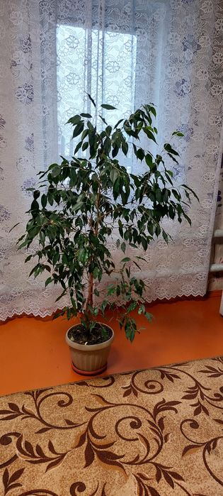 Продам цветы домашние