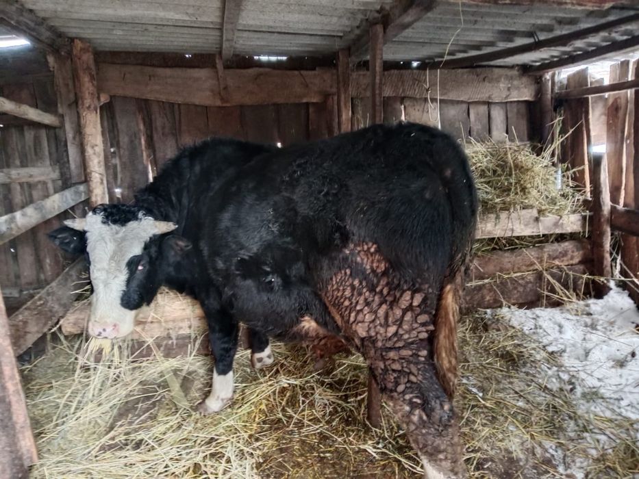 Продаётся бык черно-пестрой породы