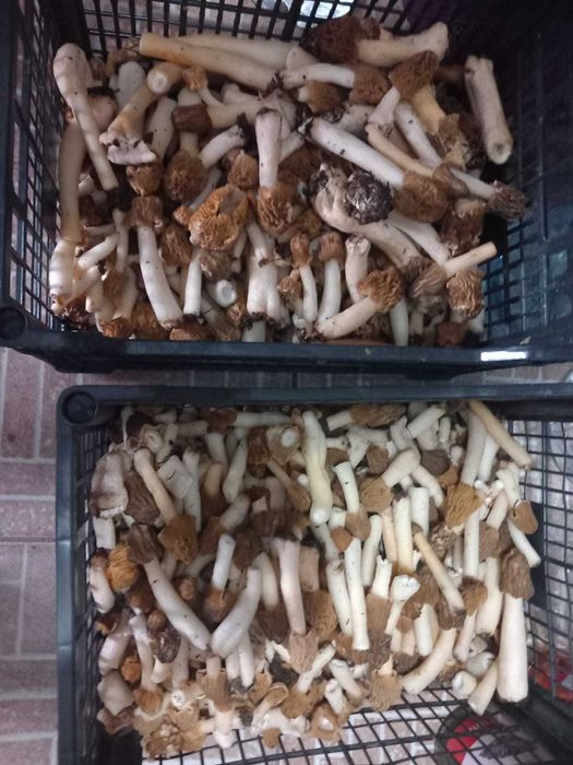 Zbarciogi uscati morcela esculenta
