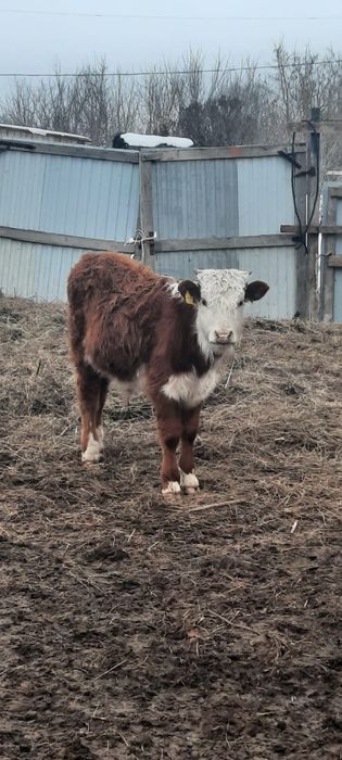 Бұқа сатам саудасы бар