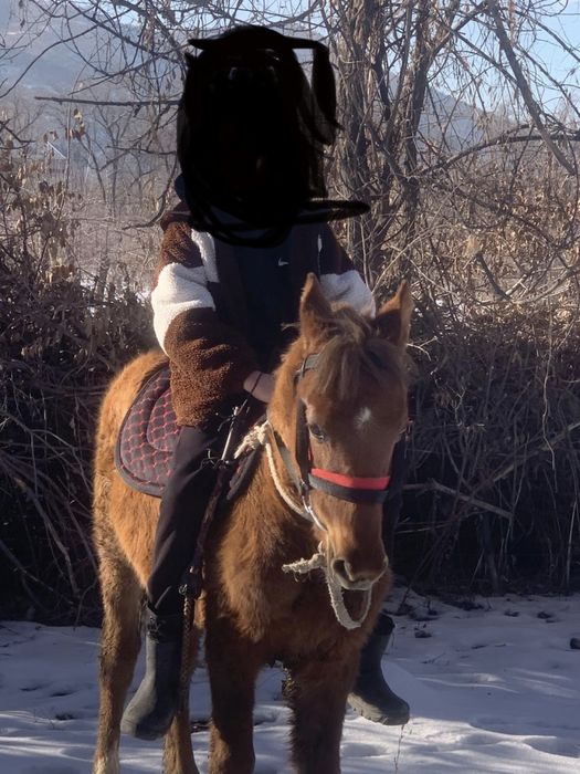 Продам тай жеребец