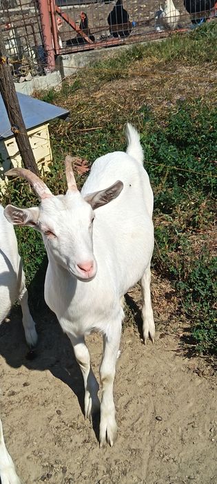 Ieduta sannen de vânzare