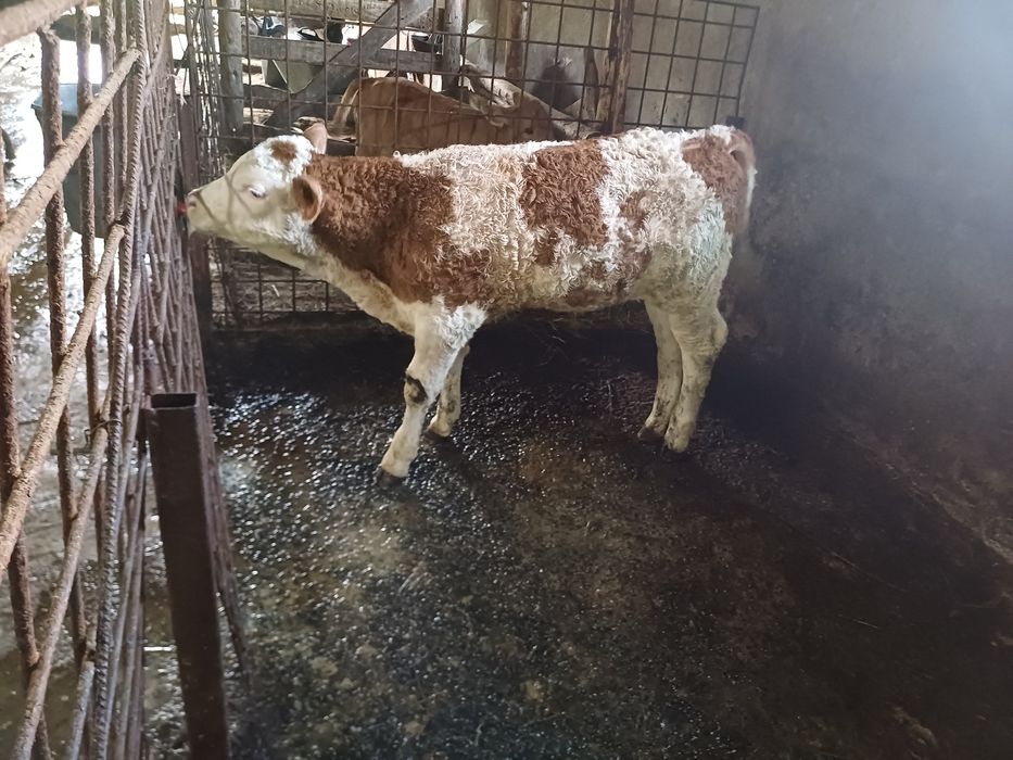 Vând vițel balțat!